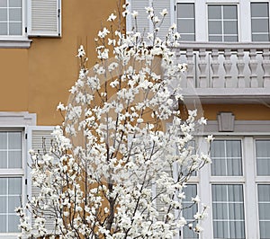 Magnolia tree flowery in spring and the old house photo