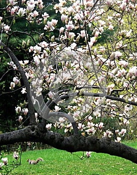 MAGNOLIA TREE WITH FROLICKING SQUIRREL