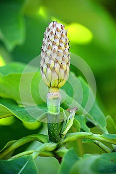 Magnolia tree fruit is a large genus of about 210 flowering plant species