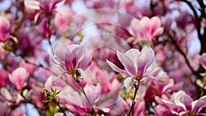 Magnolia tree in full bloom, beautiful pink flowers blossom