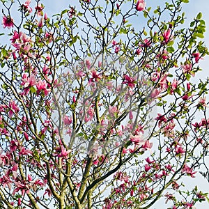 Magnolia tree full of flowers and buds.