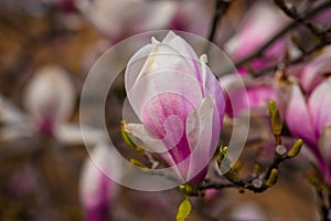 Magnolia tree in the garden in spring blossom