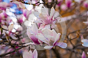 Magnolia tree in the garden in spring blossom