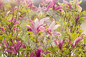 Magnolia tree in the garden in spring blossom