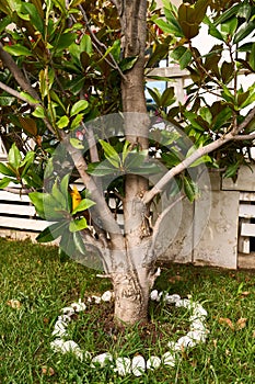 Magnolia tree with green leaves grows in the courtyard of the house on a flowerbed