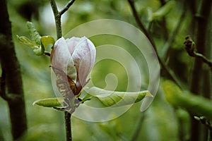 Magnolia tree head. Pink magnolias in spring day.  Warmest colors of magnolia flowers.