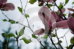 Magnolia tree head.  Warmest colors of magnolia flowers.