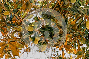 Magnolia tree with large conelike seedpods