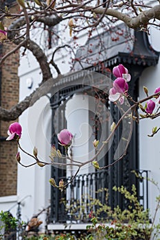 Magnolia tree with lovely pink flowers. Photographed in the front garden of a house in Launceston Place, Kensington, west London