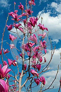 Pink magnolia flowers on a background of blue with white clouds of the sky