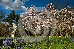 Magnolia tree and meadow in spring