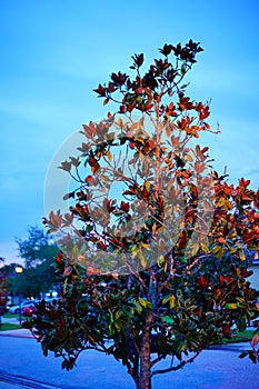 Magnolia tree at night