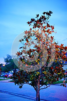 Magnolia tree at night