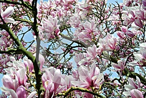 Magnolia