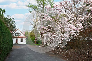Magnolia tree with pink flowers in full bloom by a charming house