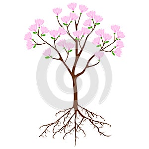 Magnolia tree with pink flowers and roots on a white background.