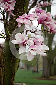 Magnolia tree pink and white blooms after a spring rain.