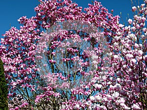 Magnolia tree with red flowers against dark blue sky in full sun