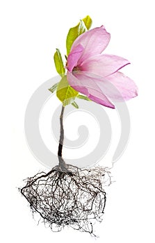 Magnolia tree with roots isolated on white