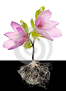 Magnolia tree with roots isolated on white