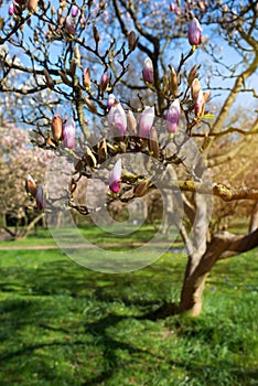 Magnolia tree in spring