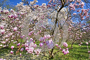 Magnolia tree in spring