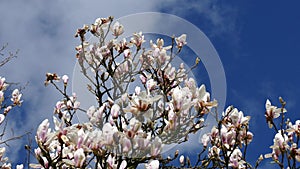 Magnolia tree with white blossom.