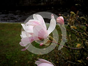 Magnolia tree in Ãârebro