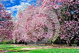 Magnolia Trees photo