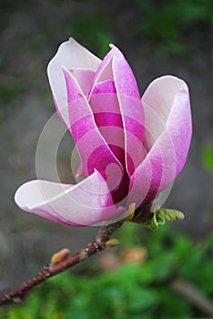 Magnolia trees in bloom with beautiful pink flowers