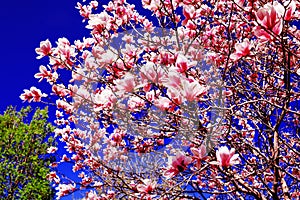 Magnolia trees in spring. Amazing spring landscape with magnolia plants. Best for march 8 international womens or women day