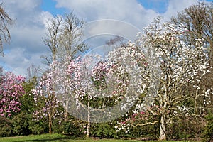 Magnolia trees in spring UK