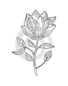Magnolia tropical flower blossom isolated on a white background. Hand drawing black outline botanical vector illustration