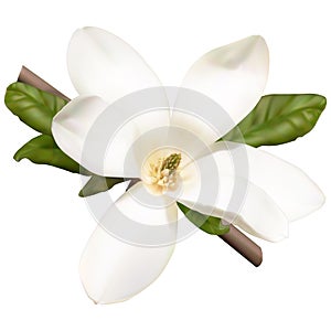 Magnolia flower