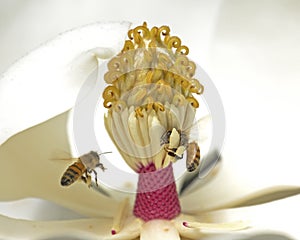 Magnolia Versus Bees photo