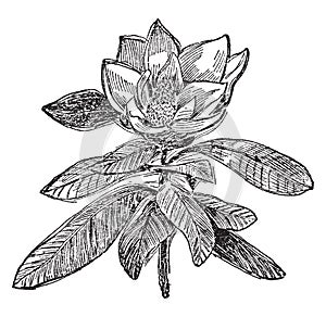 Magnolia  vintage illustration