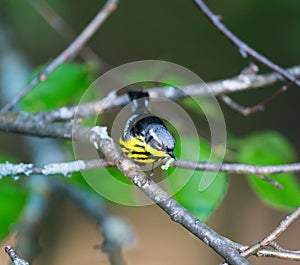 Magnolia Warbler