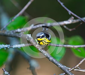 Magnolia Warbler