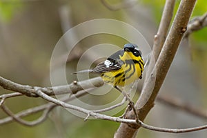 Magnolia Warbler - Setophaga magnolia