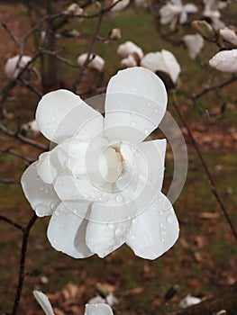 Magnolia white bud covered in dew at Cornell Botanical Gardens photo