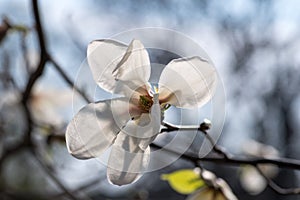 Magnolia white flowers blooming on the tree. Spring blossom time. Natural floral background.