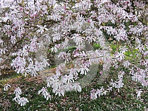 Magnolia x loebneri `Leonard Messel` during flowering