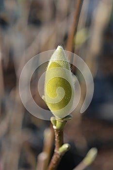 Magnolia Yellow Bird