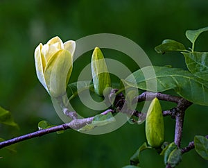 Magnolia Yellow Bird Magnolia x brooklynensis. Baden Baden, Baden Wuerttemberg, Germany