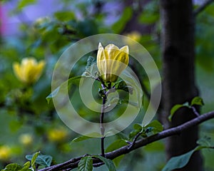 Magnolia Yellow Bird Magnolia x brooklynensis. Baden Baden, Baden Wuerttemberg, Germany