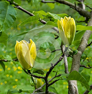 Magnolia Yellow Bird Magnolia x brooklynensis. Baden Baden, Baden Wuerttemberg, Germany