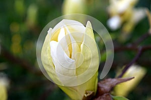 Magnolia Yellow lantern, magnolia bulb photo