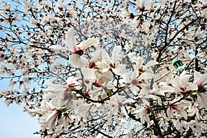 Magnolia Yulan Soulangeana Flowers, Blossoms on a Magnolia Tree against blue Sky