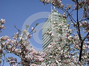 Magnolia Ãâ soulangeana pink blossom