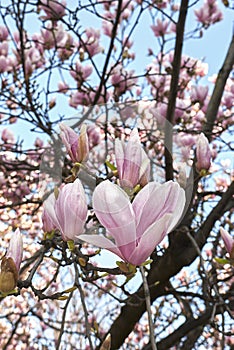 Magnolia Ã— soulangeana in bloom